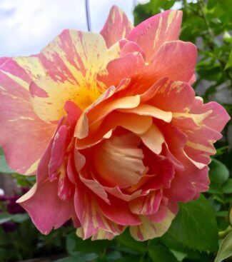 ポール セザンヌ バラ のまとめ 育て方や花言葉等7個のポイント 植物の育て方や豆知識をお伝えするサイト