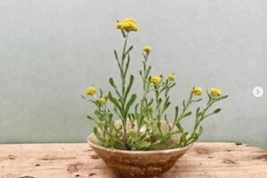 アサギリソウ 花 のまとめ 育て方 鉢植えや増やし方 と花言葉等13個のポイント 植物の育て方や豆知識をお伝えするサイト