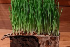 おかひじきのまとめ 育て方 水耕栽培や種まき と花言葉等11個のポイント 植物の育て方や豆知識をお伝えするサイト