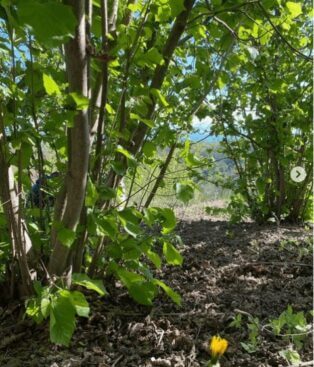 ヘーゼルナッツのまとめ 育て方 剪定や挿し木 と花言葉等12個のポイント 植物の育て方や豆知識をお伝えするサイト