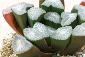 ハカラメ 花 のまとめ 育て方 植え替えや増やし方 と花言葉等11個のポイント 植物の育て方や豆知識をお伝えするサイト ハカラメ 花 のまとめ 育て方 植え替えや増やし方 と花言葉等11個のポイント 植物の育て方や豆知識をお伝えするサイト