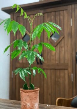 オーストラリアンビーンズのまとめ 育て方 植え替えや切り戻し と風水との関係等9個のポイント 植物の育て方や豆知識をお伝えするサイト