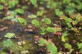 ウォータークローバーのまとめ 育て方 株分けや手入れ と花言葉等12個のポイント 植物の育て方や豆知識をお伝えするサイト