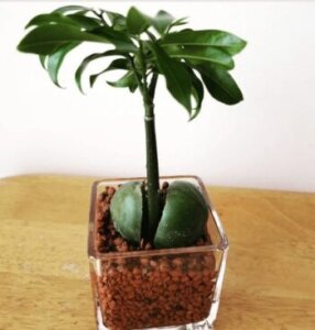 オーストラリアンビーンズのまとめ 育て方 植え替えや切り戻し と風水との関係等9個のポイント 植物の育て方や豆知識をお伝えするサイト