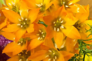 ポットマムのまとめ 切り戻しや花言葉等12個のポイント 植物の育て方や豆知識をお伝えするサイト