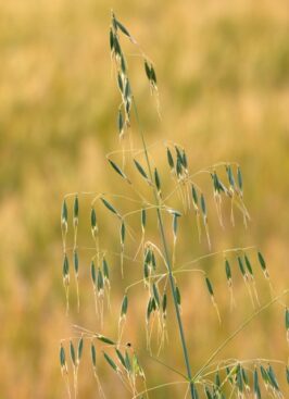 カラス麦 カラスムギ のまとめ オートミールとの違いや花言葉等9個のポイント 植物の育て方や豆知識をお伝えするサイト