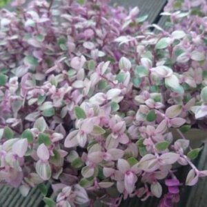 カリシア レペンスのまとめ 育て方や花言葉等8個のポイント 植物の育て方や豆知識をお伝えするサイト