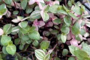カラテア 観葉植物 のまとめ 育て方 剪定や増やし方 と花言葉等9個のポイント 植物の育て方や豆知識をお伝えするサイト カラテア 観葉植物 のまとめ 育て方 剪定や増やし方 と花言葉等9個のポイント 植物の育て方や豆知識をお伝えするサイト
