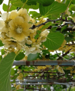 キウイフルーツのまとめ 栽培方法 剪定や植え付け と種類品種について等11個のポイント 植物の育て方や豆知識をお伝えするサイト