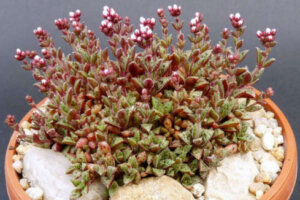 ハオルチアのまとめ 植え替えの時期や花言葉等9個のポイント 植物の育て方や豆知識をお伝えするサイト