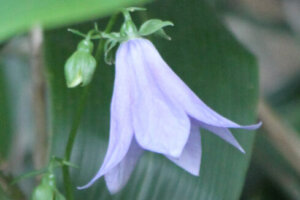 エリンジウム 花 のまとめ 苗の植え方や花言葉等8個のポイント 植物の育て方や豆知識をお伝えするサイト