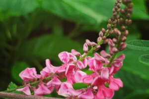 アザレア 花 のまとめ 育て方 植え替えや寄せ植え と花言葉等15個のポイント 植物の育て方や豆知識をお伝えするサイト