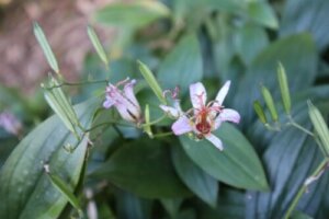タイワンホトトギスのまとめ 育て方や花言葉等9個のポイント 植物の育て方や豆知識をお伝えするサイト