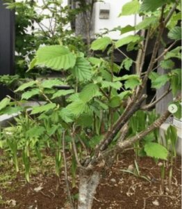 ヘーゼルナッツのまとめ 育て方 剪定や挿し木 と花言葉等12個のポイント 植物の育て方や豆知識をお伝えするサイト