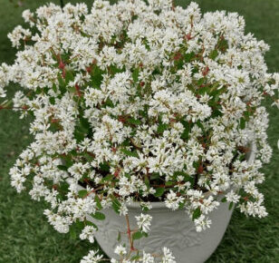 ユーフォルビア ダイヤモンドスターのまとめ 育て方 寄せ植えや増やし方 と花言葉等9個のポイント 植物の育て方や豆知識をお伝えするサイト