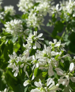 ユーフォルビア ダイヤモンドスターのまとめ 育て方 寄せ植えや増やし方 と花言葉等9個のポイント 植物の育て方や豆知識をお伝えするサイト