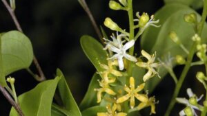 亀甲竜のまとめ 育て方 植え替えや種まき と花言葉等14個のポイント 植物の育て方や豆知識をお伝えするサイト 亀甲竜のまとめ 育て方 植え替えや種まき と花言葉等14個のポイント 植物の育て方や豆知識をお伝えするサイト