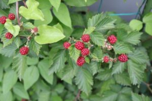 すだち スダチ のまとめ 育て方 鉢植えや剪定 と花言葉等16個のポイント 植物の育て方や豆知識をお伝えするサイト