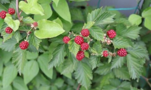 くだもの 植物の育て方や豆知識をお伝えするサイト