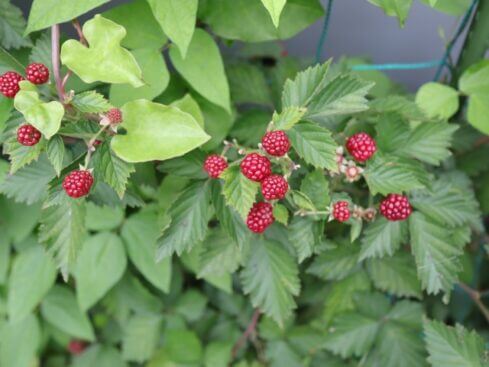 木苺 キイチゴ のまとめ 育て方 挿し木や植え替え と花言葉等12個のポイント 植物の育て方や豆知識をお伝えするサイト