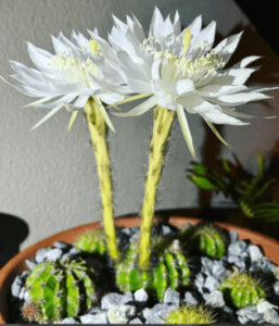 金盛丸 サボテン のまとめ 育て方 植え替えや水やり と花言葉等9個のポイント 植物の育て方や豆知識をお伝えするサイト