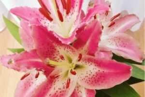 アザレア 花 のまとめ 育て方 植え替えや寄せ植え と花言葉等15個のポイント 植物の育て方や豆知識をお伝えするサイト