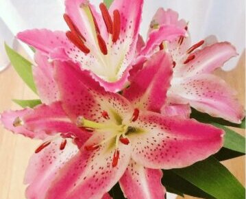 ピンク色の花 植物の育て方や豆知識をお伝えするサイト