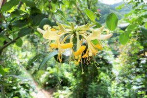 カラテア 観葉植物 のまとめ 育て方 剪定や増やし方 と花言葉等9個のポイント 植物の育て方や豆知識をお伝えするサイト