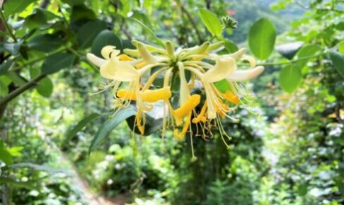黄色の花 植物の育て方や豆知識をお伝えするサイト