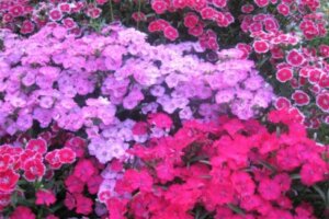 ネメシアのまとめ 寄せ植えや花言葉等16個のポイント 植物の育て方や豆知識をお伝えするサイト