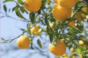 すだち スダチ のまとめ 育て方 鉢植えや剪定 と花言葉等16個のポイント 植物の育て方や豆知識をお伝えするサイト