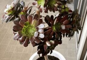 ハマウドのまとめ 有毒についてやアシタバとの違い等5個のポイント 植物の育て方や豆知識をお伝えするサイト