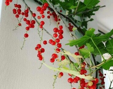 その他植物 植物の育て方や豆知識をお伝えするサイト