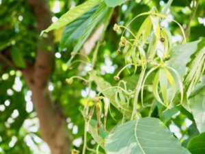 イランイラン 植物 のまとめ 育て方 剪定や挿し木 と花言葉等11個のポイント 植物の育て方や豆知識をお伝えするサイト