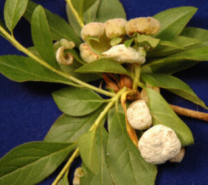 オオムラサキツツジのまとめ 育て方 剪定や病気対策 とヒラドツツジとの違い等10個のポイント 植物の育て方や豆知識をお伝えするサイト