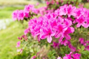 オオムラサキツツジのまとめ 育て方 剪定や病気対策 とヒラドツツジとの違い等10個のポイント 植物の育て方や豆知識をお伝えするサイト