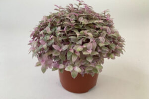 ハカラメ 花 のまとめ 育て方 植え替えや増やし方 と花言葉等11個のポイント 植物の育て方や豆知識をお伝えするサイト ハカラメ 花 のまとめ 育て方 植え替えや増やし方 と花言葉等11個のポイント 植物の育て方や豆知識をお伝えするサイト