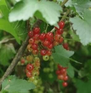 カーラントのまとめ 育て方や花言葉等7個のポイント 植物の育て方や豆知識をお伝えするサイト