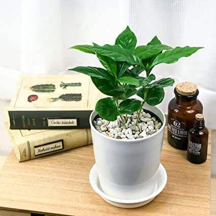 コーヒーの木 観葉植物 のまとめ 育て方 植え替えや剪定 と花言葉等15個のポイント 植物の育て方や豆知識をお伝えするサイト