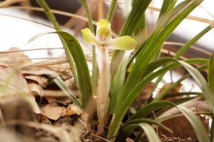 ジジババ 花 のまとめ 育て方や花言葉等7個のポイント 植物の育て方や豆知識をお伝えするサイト