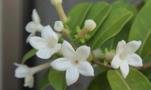 樹木 植物の育て方や豆知識をお伝えするサイト