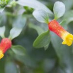 マダガスカルジャスミンのまとめ 育て方 剪定や挿し木 と花言葉等11個のポイント 植物の育て方や豆知識をお伝えするサイト