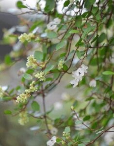 ワイヤープランツのまとめ 育て方 地植えや増やし方 と花言葉等15個のポイント 植物の育て方や豆知識をお伝えするサイト