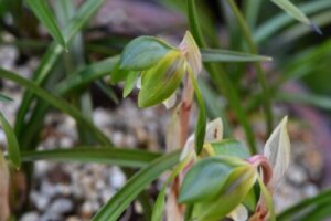 ジジババ 花 のまとめ 育て方や花言葉等7個のポイント 植物の育て方や豆知識をお伝えするサイト