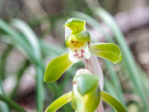 ジジババ 花 のまとめ 育て方や花言葉等7個のポイント 植物の育て方や豆知識をお伝えするサイト