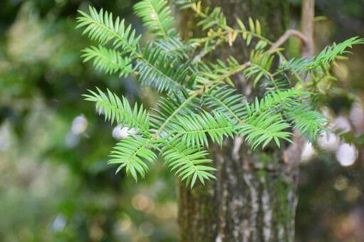 榧 カヤ の木のまとめ 育て方 苗の植え方や剪定 と花言葉等9個のポイント 植物の育て方や豆知識をお伝えするサイト