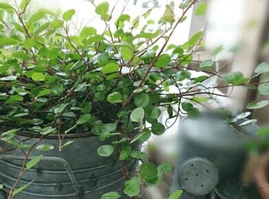 観葉植物 植物の育て方や豆知識をお伝えするサイト