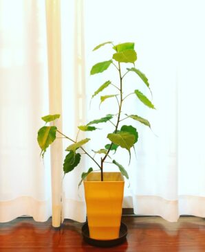 インド菩提樹 インドボダイジュ のまとめ 育て方 剪定や挿し木 と花言葉等13個のポイント 植物の育て方や豆知識をお伝えするサイト
