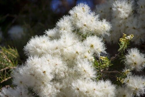 スノーインサマーのまとめ 育て方 剪定や鉢植え と花言葉等11個のポイント 植物の育て方や豆知識をお伝えするサイト