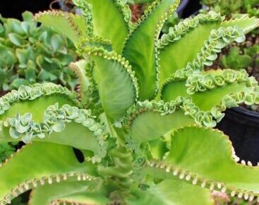 植物の育て方や植物の豆知識等をお伝えするサイト